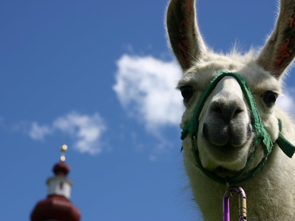 Bauernhof Im Wiesengrund Maria Luggau Esterno foto